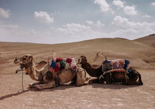 camel trekking agafay